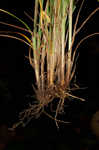 Hitchcock's sedge